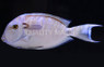 Orange Shoulder Tang