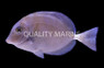 Sixplate Sawtail Tang