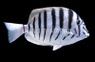 Black Barred Tang