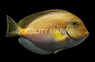Monrovia Doctorfish Tang