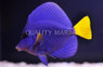 Purple Tang