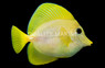 Hybrid Yellow & Purple Tang, Bali Aquarich :: 31633