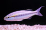 Butterfly Whiptail Bream