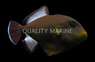 Indian Triggerfish