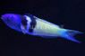 Bluehead Wrasse, Male