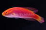 Flame Fairy Wrasse, Female