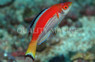 Marjorie's Fairy Wrasse, Pair 