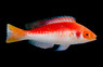 Marjorie's Fairy Wrasse