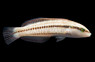 Slippery Dick Wrasse