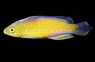 Golden Rhomboidalis Wrasse, Male