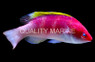 Yellow Fin Fairy Wrasse