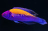 Orange Back Fairy Wrasse