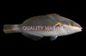 Red Shoulder Wrasse