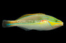 Red Shoulder Wrasse