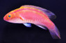 Pink Banded Fairy Wrasse