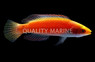 Girdled Fairy Wrasse 
