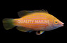 Pelvic Spot Wrasse