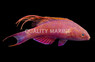 Blue Flasher Wrasse