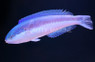 Torpedo Wrasse, Male