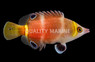 Yellow Banded Possum Wrasse