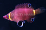 Yellow Banded Possum Wrasse