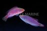 Pink Margin Fairy Wrasse, Pair
