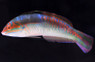 Clown Wrasse