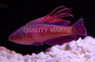 Spot Lined Flasher Wrasse