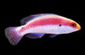 Katherine's Fairy Wrasse 