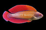 Red Sea Eightline Flasher Wrasse, Male
