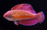 Red Sea Eightline Flasher Wrasse, Male