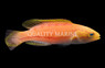 Splendid Pintail Fairy Wrasse, Male