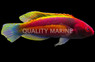 Yellow Band Fairy Wrasse
