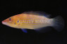 Mauritius Mystery Wrasse