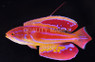 Diamond Tail Flasher Wrasse, Male
