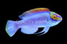 Claire's Fairy Wrasse, Male