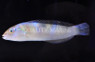 Blackear Wrasse