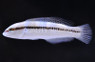 Slippery Dick Wrasse, Juvenile