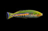 Smalltail Pencil Wrasse, Male