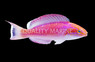 Johnsoni Fairy Wrasse, Male