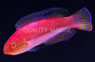 Katoi Fairy Wrasse, Male