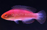 Katoi Fairy Wrasse 