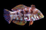 Jewelled Wrasse