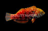 Jewelled Wrasse