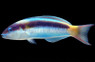Red Cheek Wrasse