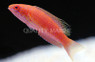 Bell's Flasher Wrasse, Female