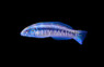 Newton's Wrasse