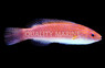 Monsoon Fairy Wrasse
