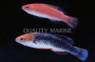 Monsoon Fairy Wrasse, Pair