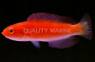 Magma Fairy Wrasse, Male :: 33864